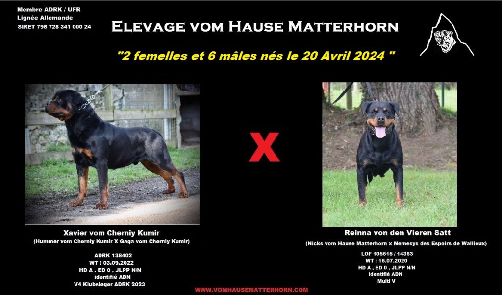Vom Hause Matterhorn - 6 mâles et 2 femelles nés le 20 avril 2024 !