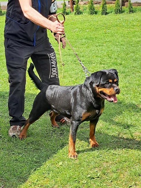 Paloma Von der crossener ranch