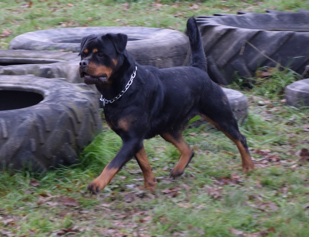 Paloma Von der crossener ranch