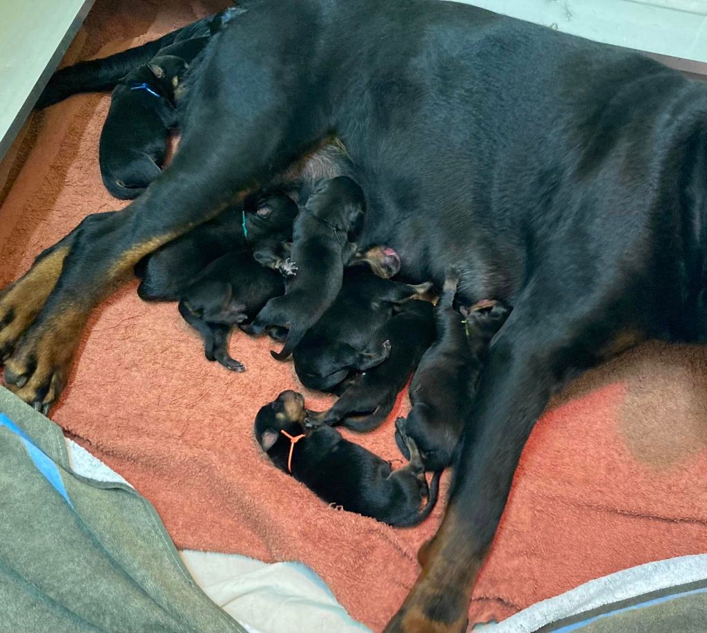 chiot Rottweiler Vom Hause Matterhorn