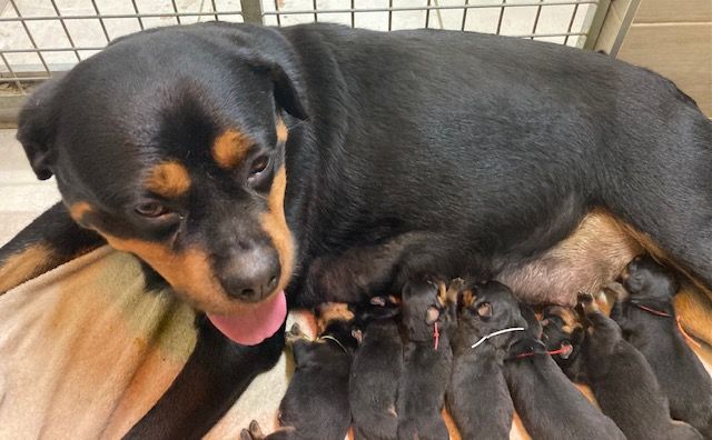 chiot Rottweiler Vom Hause Matterhorn