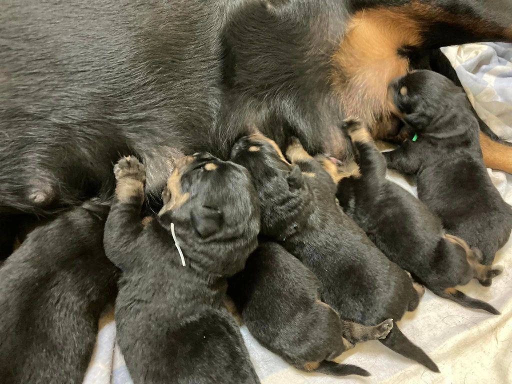 chiot Rottweiler Vom Hause Matterhorn