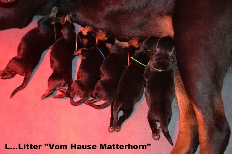 Vom Hause Matterhorn - Rottweiler - Portée née le 07/04/2015
