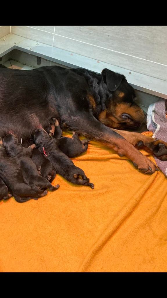 chiot Rottweiler Vom Hause Matterhorn