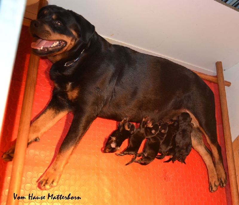 Vom Hause Matterhorn - Rottweiler - Portée née le 07/08/2015