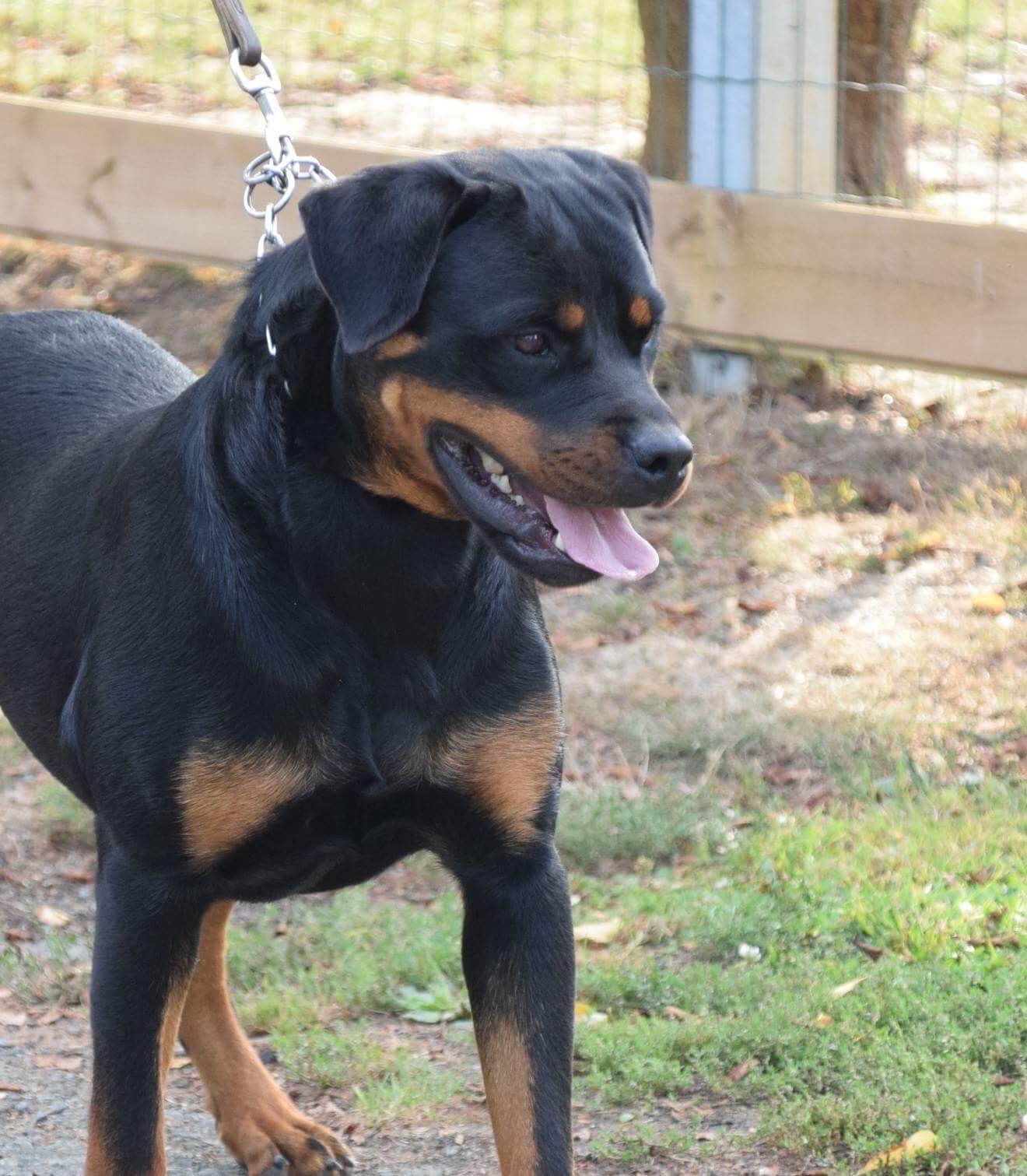 Maëstria Vom Hause Matterhorn