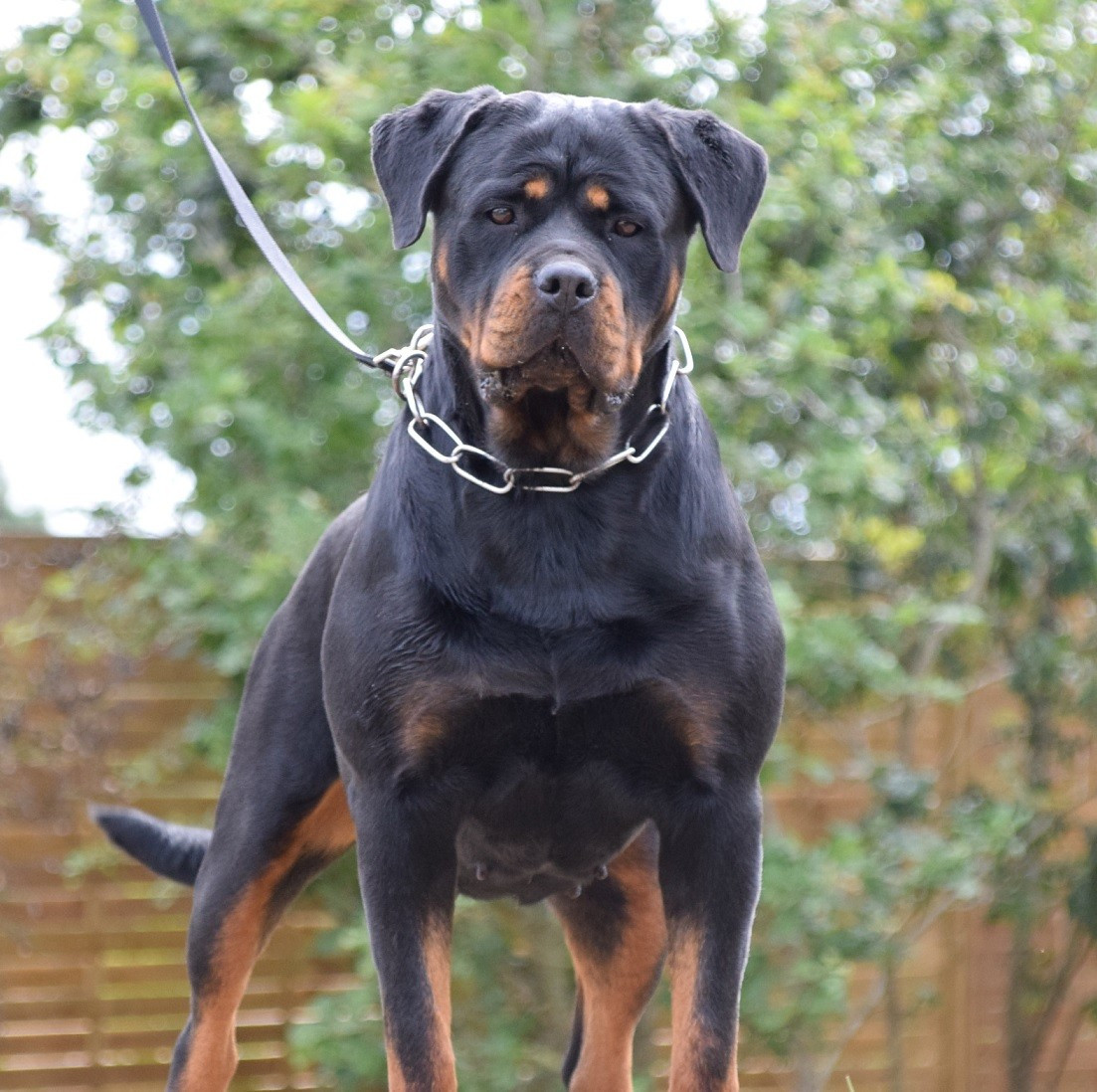 Talion law Vom Hause Matterhorn