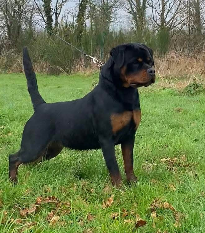 Veni Vidi Vici Vom Hause Matterhorn