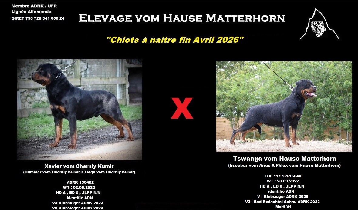 Chiots à naitre fin Avril 2026
