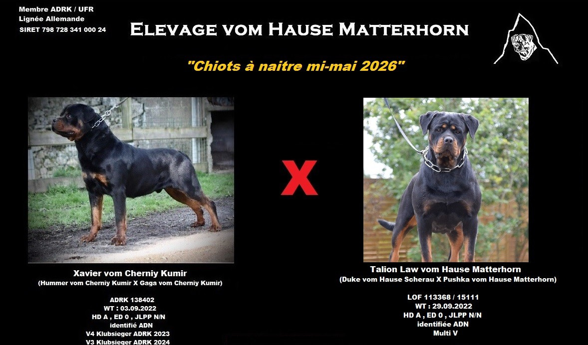 Chiots à naitre mi-mai 2026