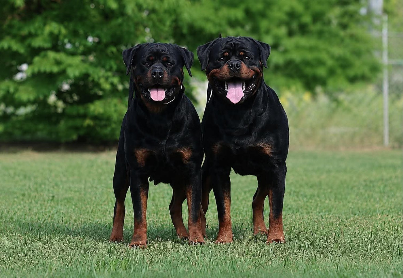 Chiots à naitre début Septembre 2026