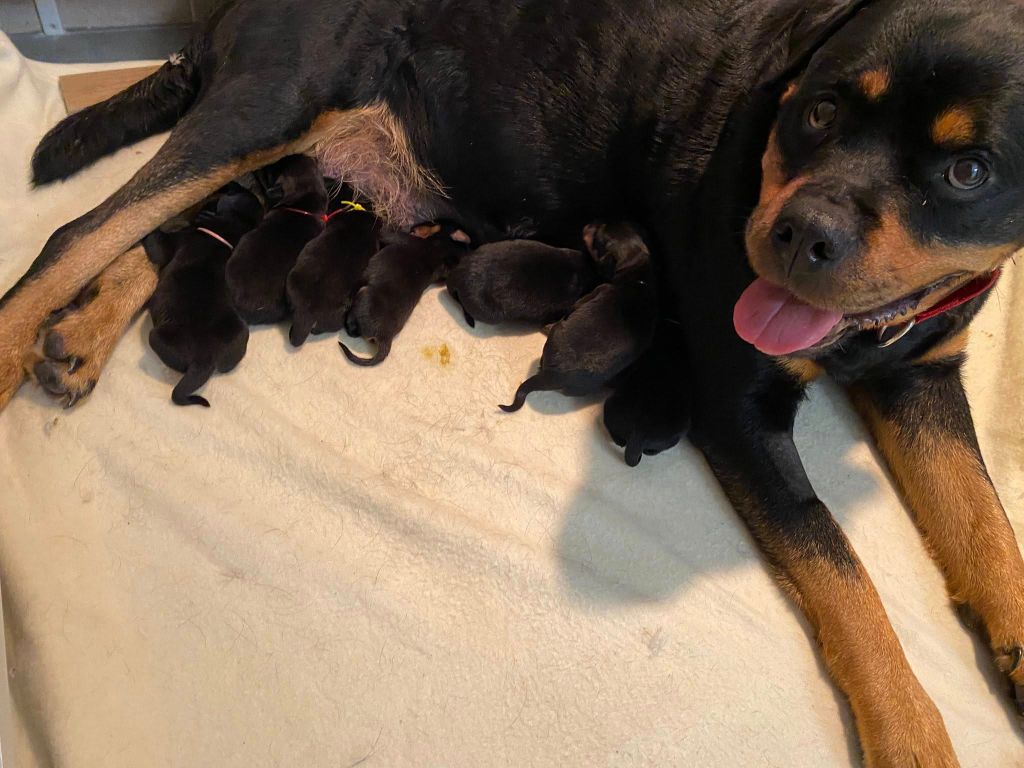 4 femelles et 3 mâles nés le 25 Octobre entre Otsoa et Xavier