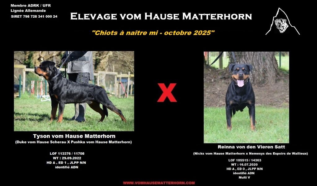  Mariage Tyson /Reinna : Chiots à naitre mi-octobre 2025