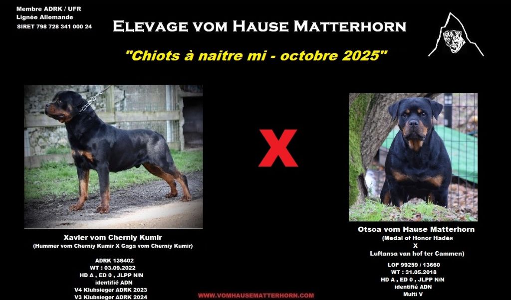 Mariage Xavier X Otsoa : Chiots à naitre mi- octobre 2025