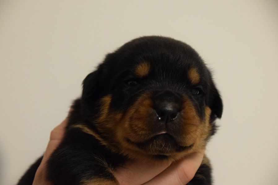 Vom Hause Matterhorn - Chiots disponibles - Rottweiler