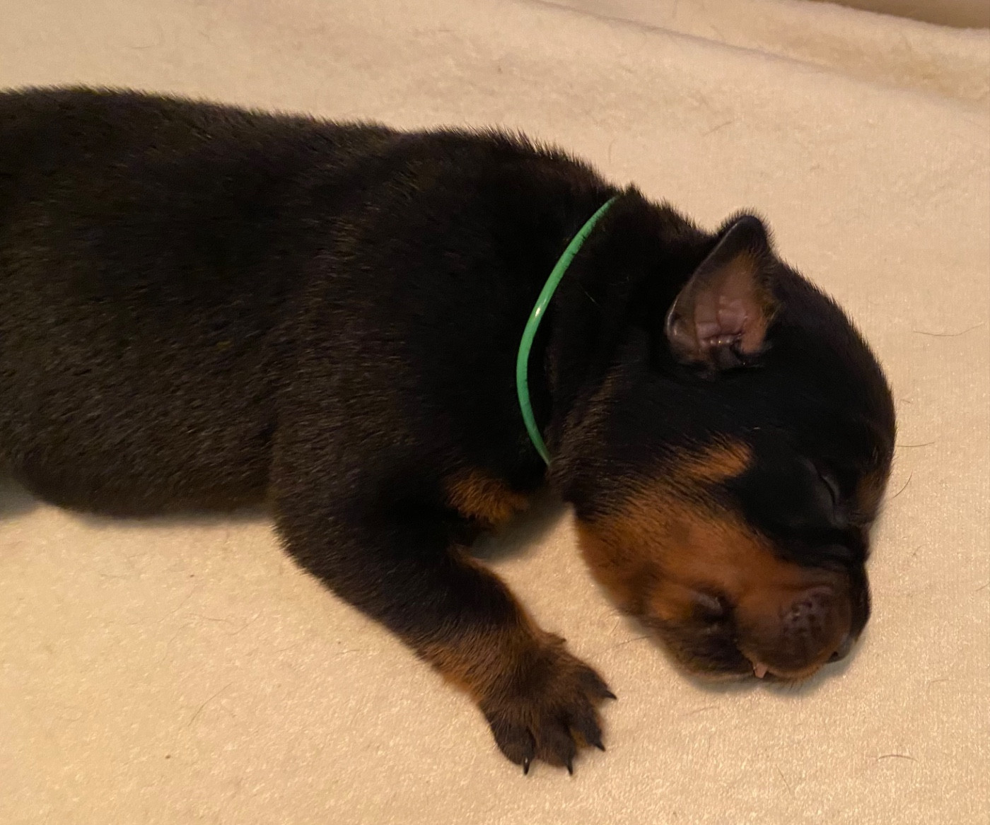 Vom Hause Matterhorn - Chiots disponibles - Rottweiler