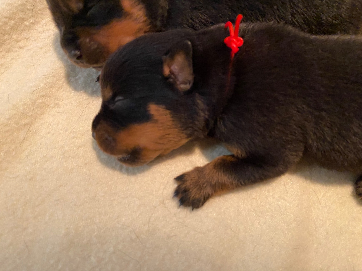 Vom Hause Matterhorn - Chiots disponibles - Rottweiler