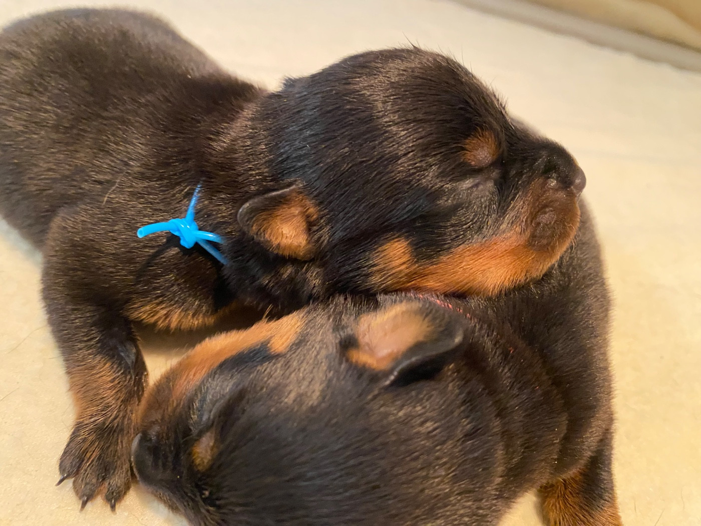 Vom Hause Matterhorn - Chiots disponibles - Rottweiler