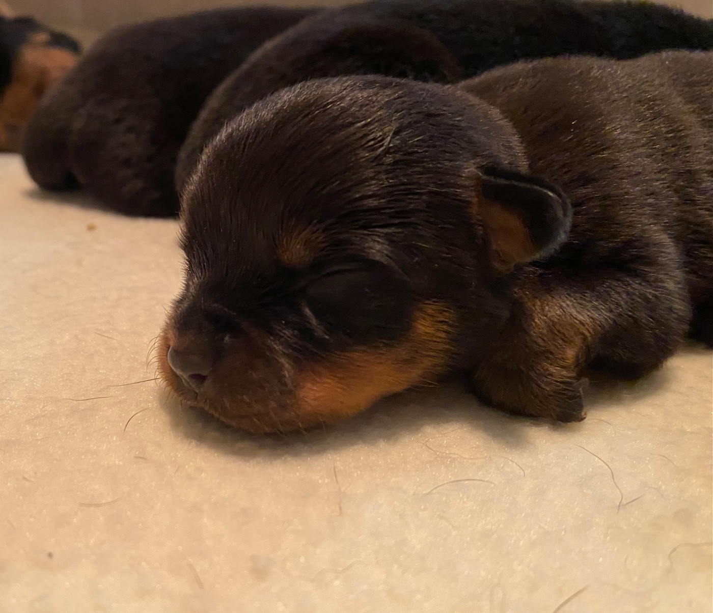Vom Hause Matterhorn - Chiots disponibles - Rottweiler
