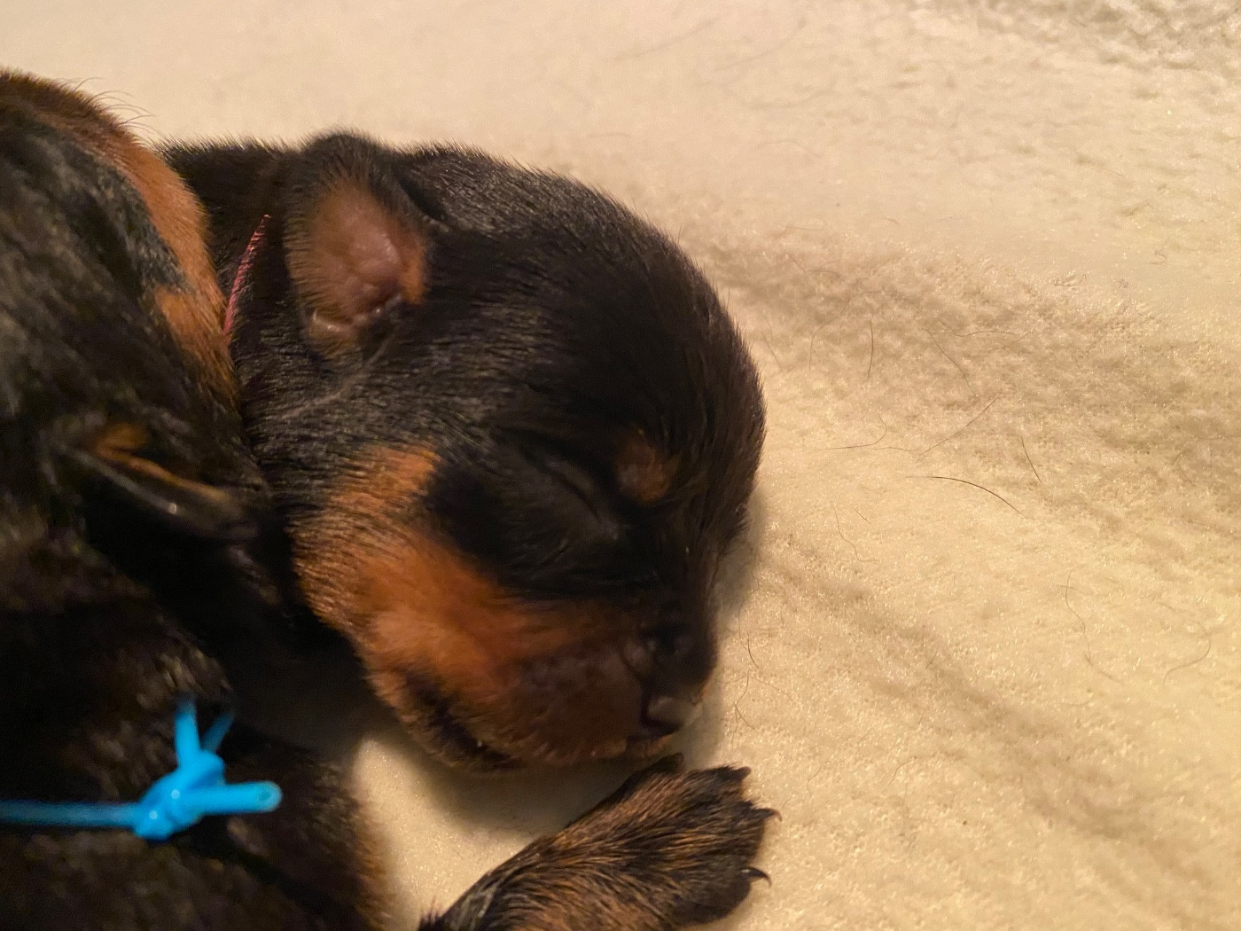 Vom Hause Matterhorn - Chiots disponibles - Rottweiler