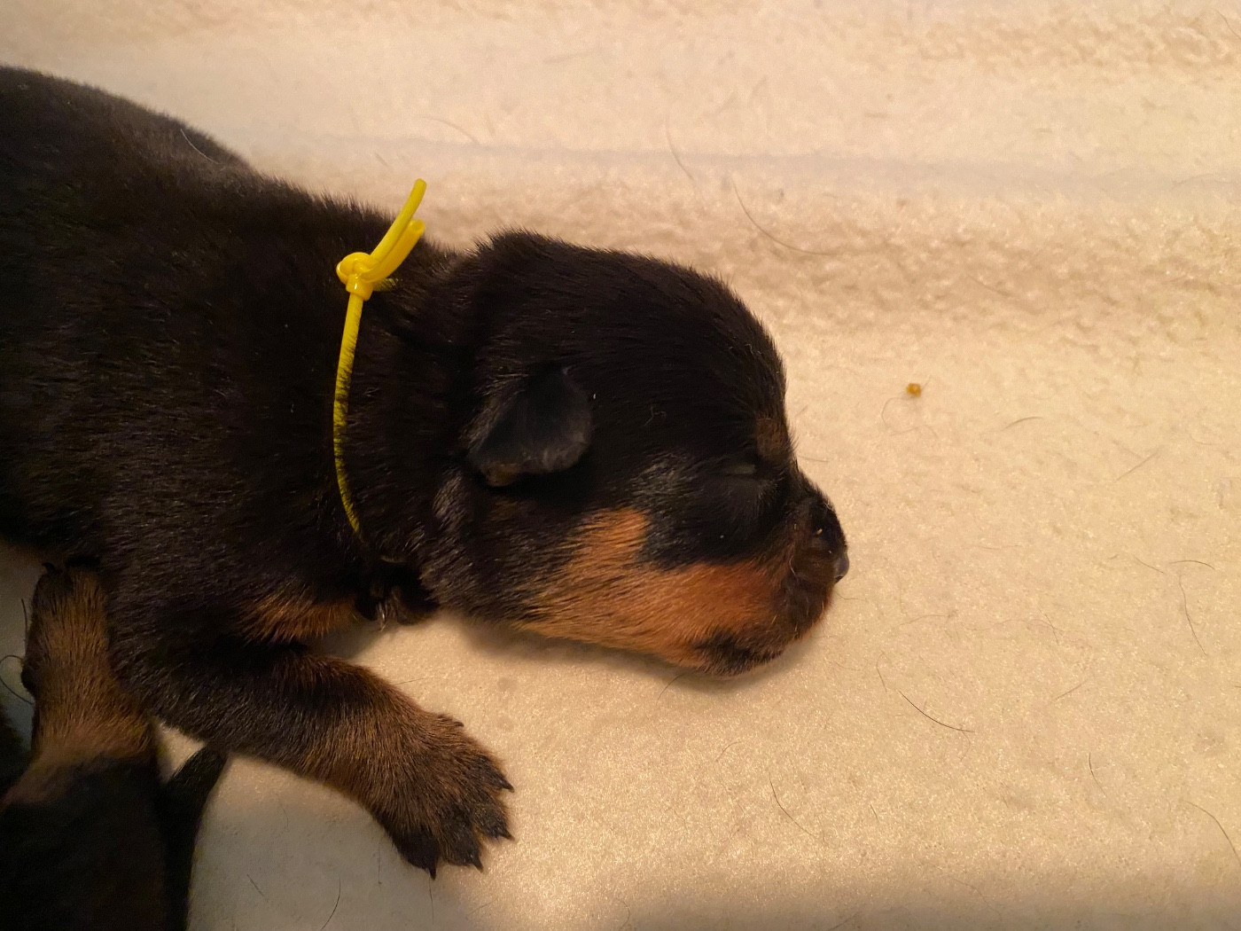Vom Hause Matterhorn - Chiots disponibles - Rottweiler