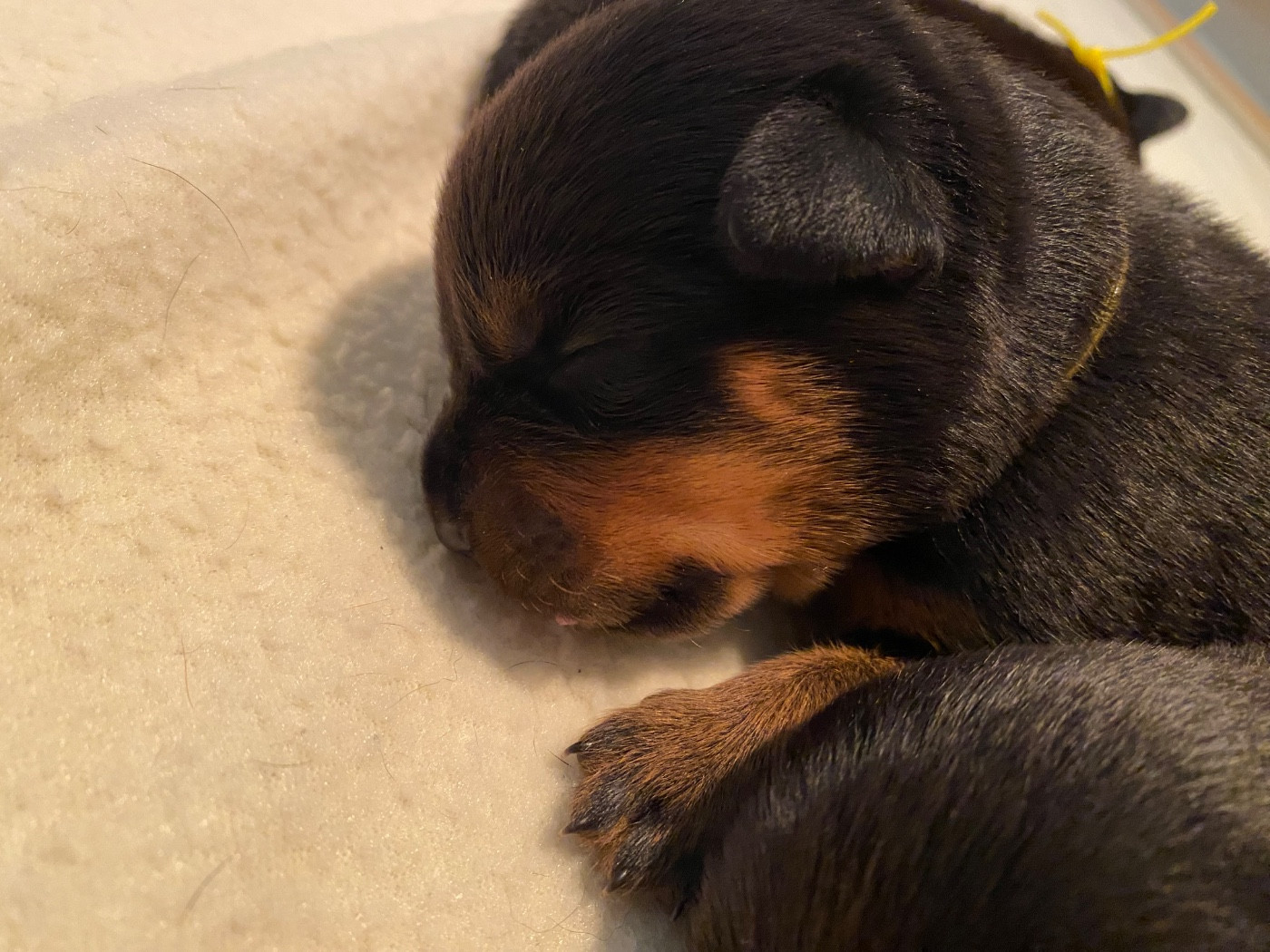 Vom Hause Matterhorn - Chiots disponibles - Rottweiler