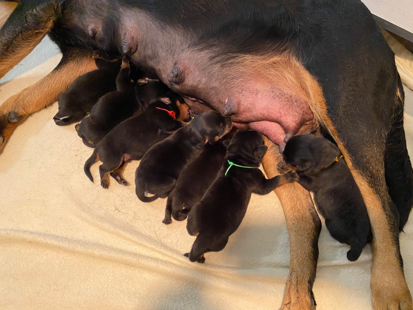 Chiot Rottweiler Vom Hause Matterhorn
