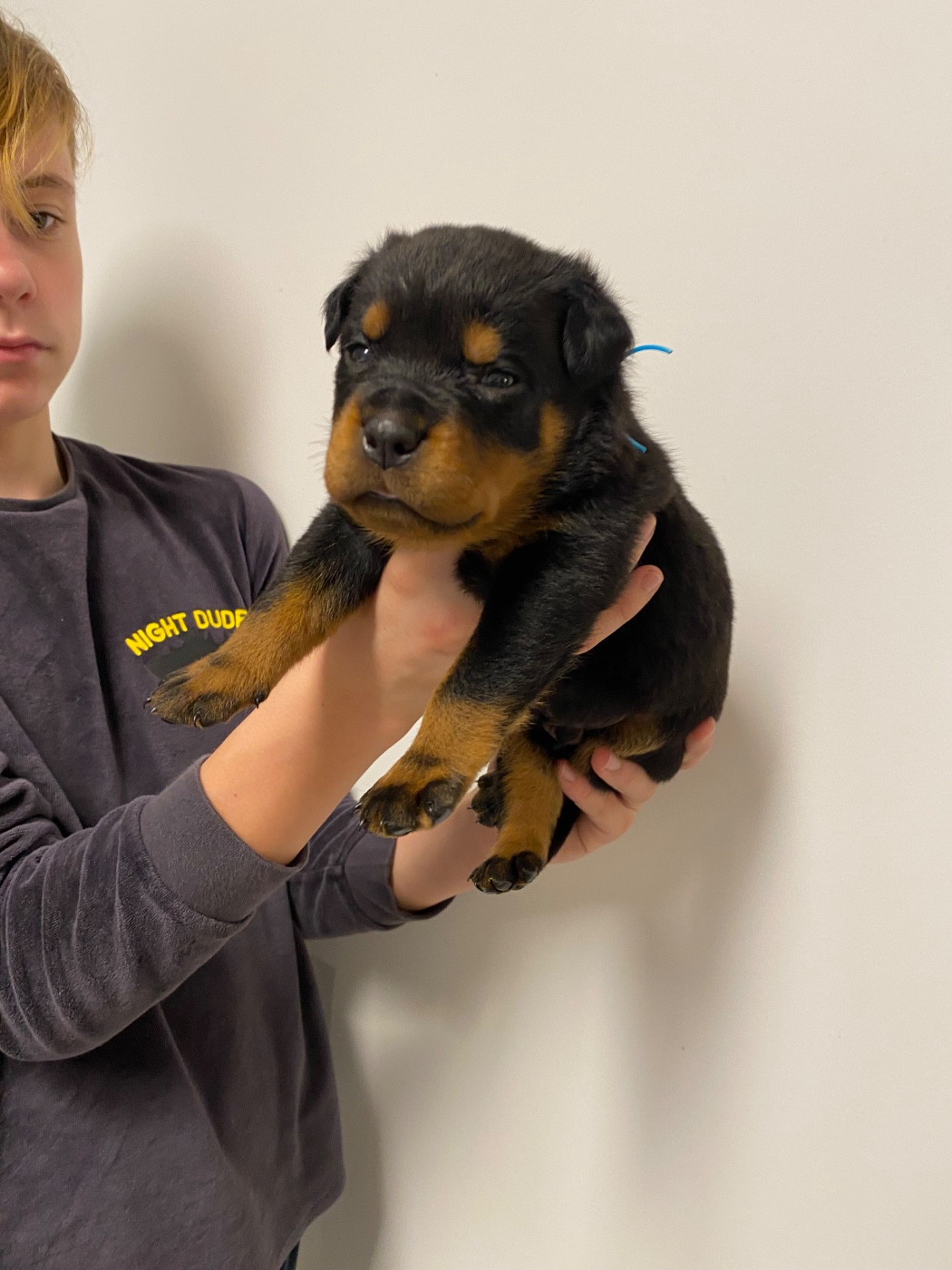 Vom Hause Matterhorn - Chiots disponibles - Rottweiler