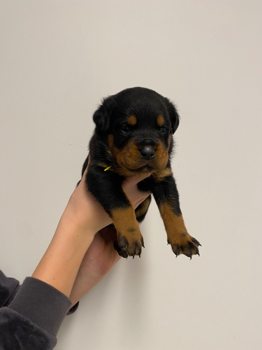 Vom Hause Matterhorn - Chiots disponibles - Rottweiler