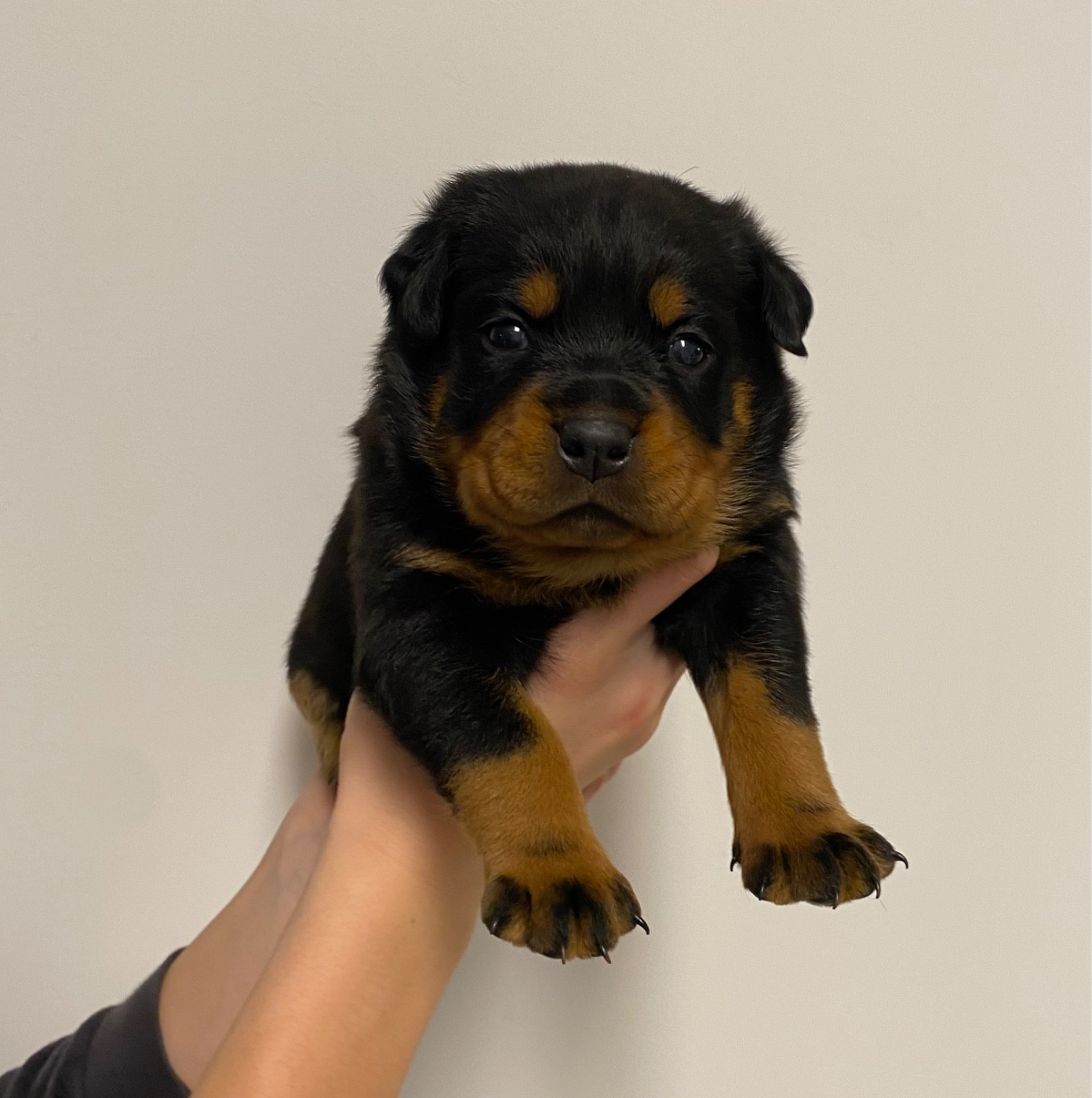 Vom Hause Matterhorn - Chiots disponibles - Rottweiler
