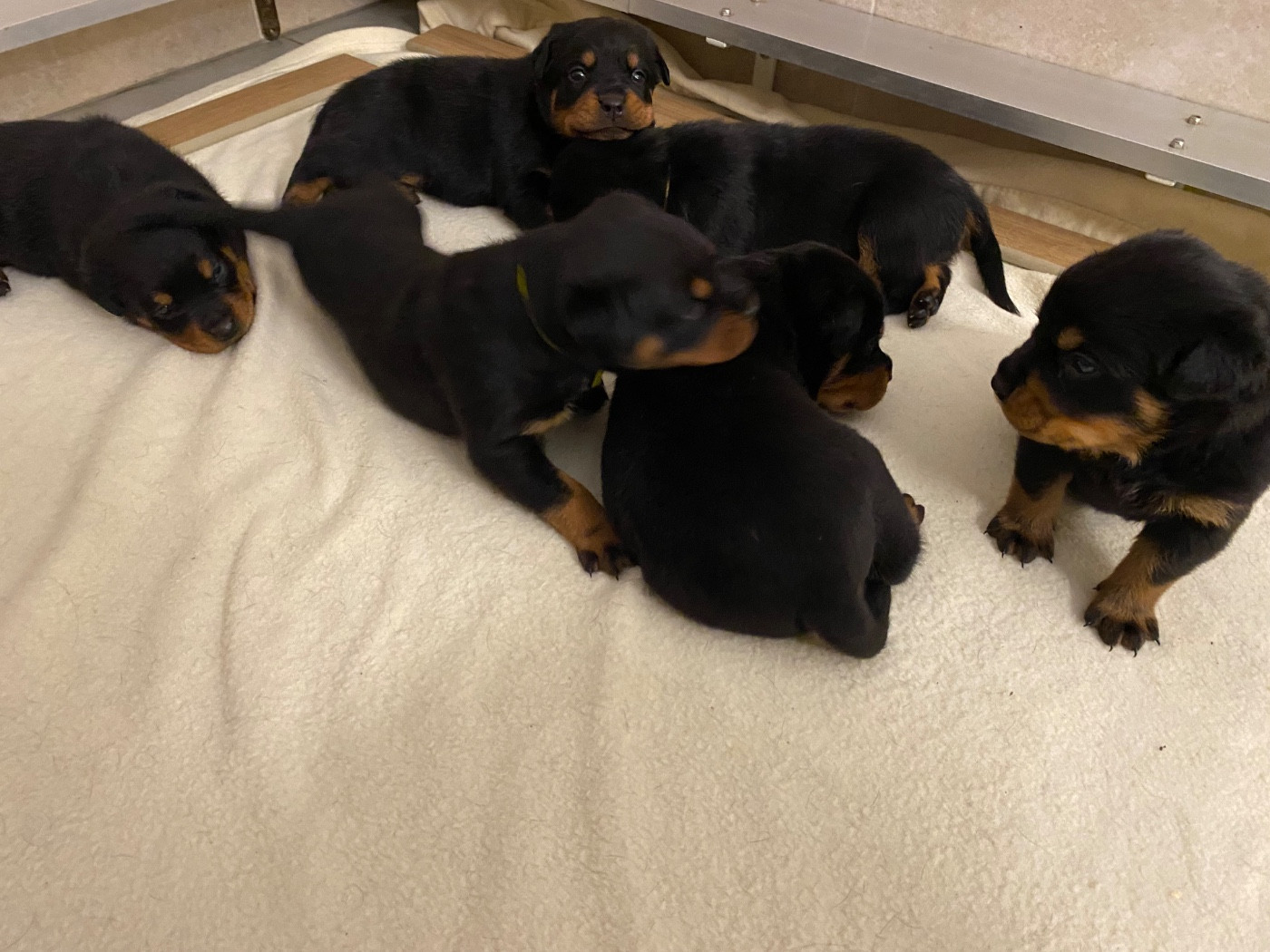 Chiot Rottweiler Vom Hause Matterhorn