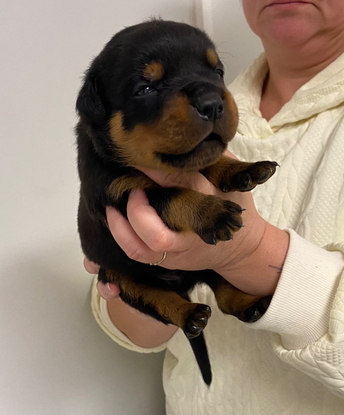 Vom Hause Matterhorn - Chiots disponibles - Rottweiler