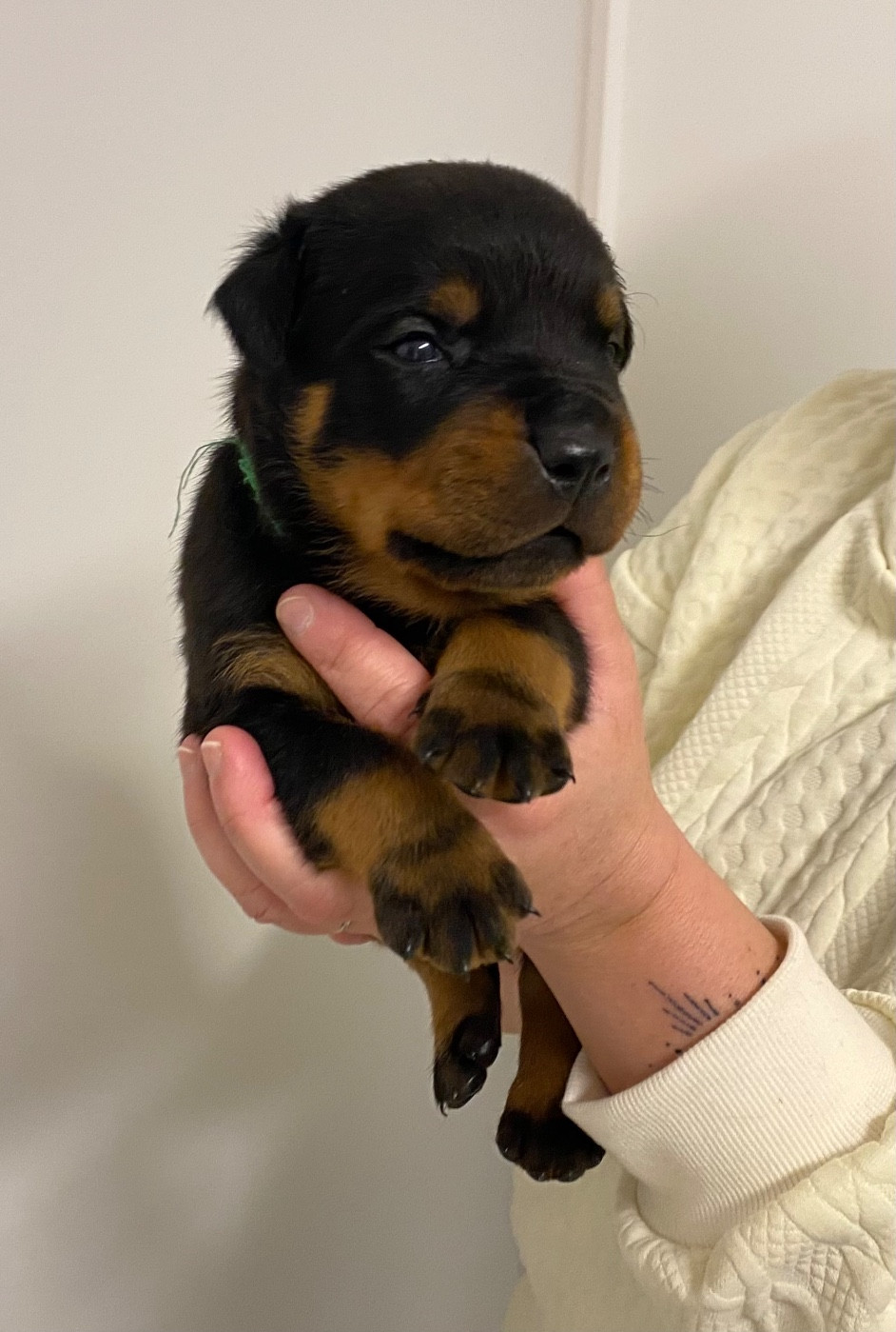 Vom Hause Matterhorn - Chiots disponibles - Rottweiler