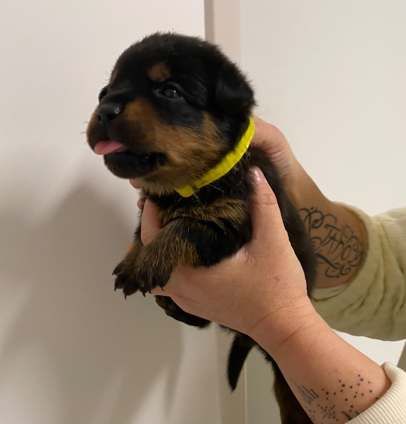 Vom Hause Matterhorn - Chiots disponibles - Rottweiler
