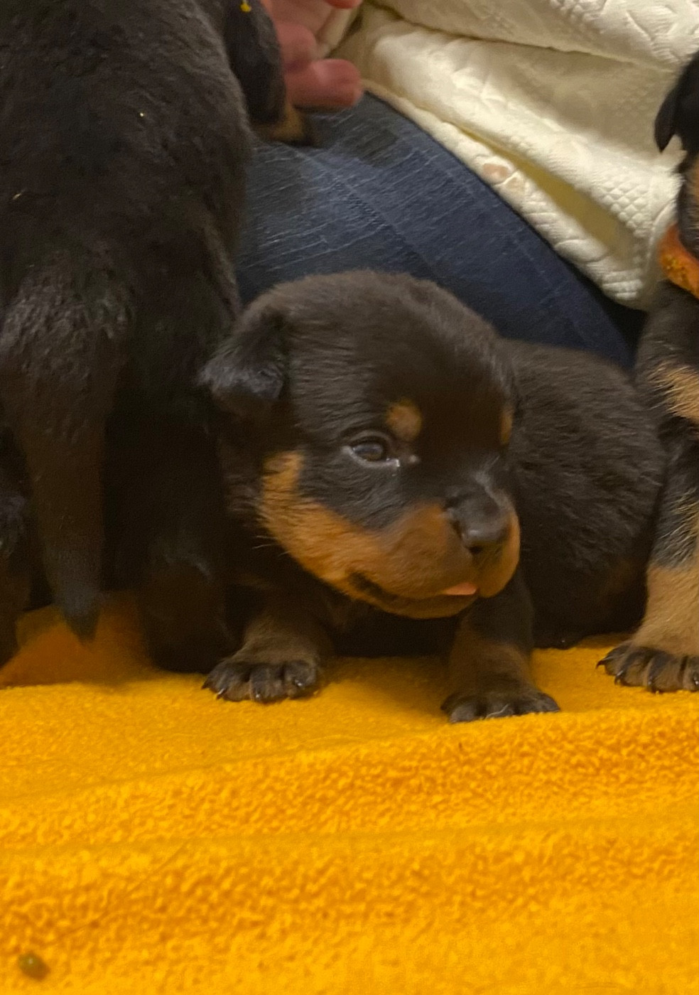 Vom Hause Matterhorn - Chiots disponibles - Rottweiler