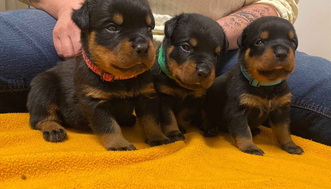 Chiot Rottweiler Vom Hause Matterhorn
