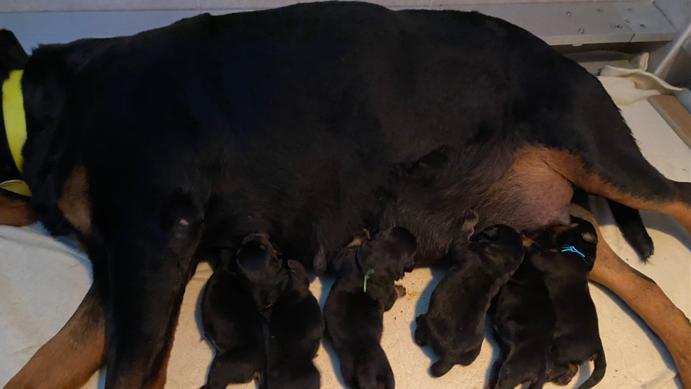 Vom Hause Matterhorn - Rottweiler - Portée née le 29/11/2025