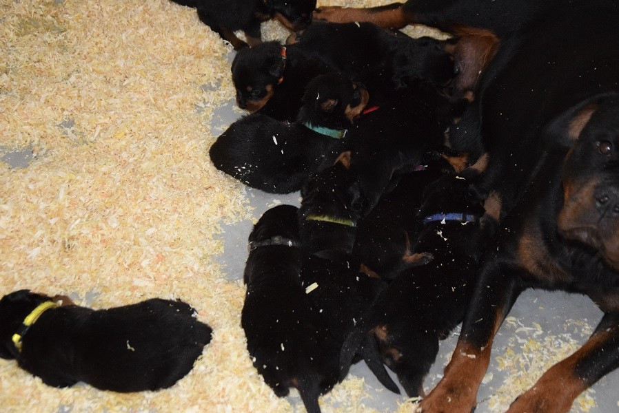 Chiot Rottweiler Vom Hause Matterhorn