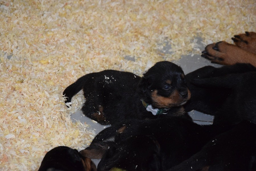 Vom Hause Matterhorn - Chiots disponibles - Rottweiler
