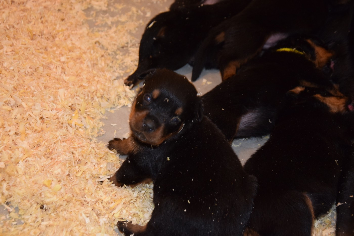 Vom Hause Matterhorn - Chiots disponibles - Rottweiler