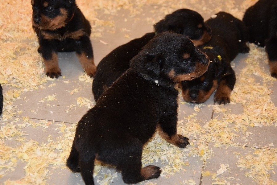 Vom Hause Matterhorn - Chiots disponibles - Rottweiler