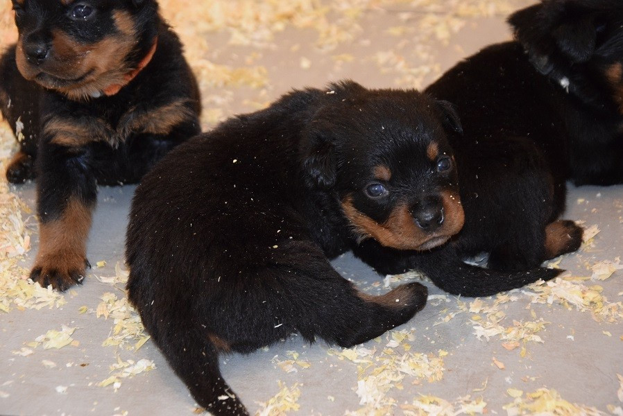 Vom Hause Matterhorn - Chiots disponibles - Rottweiler