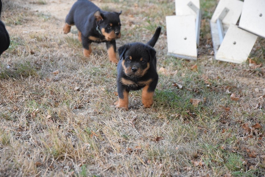 Vom Hause Matterhorn - Chiots disponibles - Rottweiler