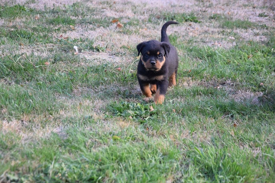 Vom Hause Matterhorn - Chiots disponibles - Rottweiler