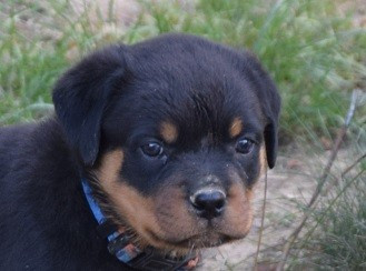 Vom Hause Matterhorn - Chiots disponibles - Rottweiler