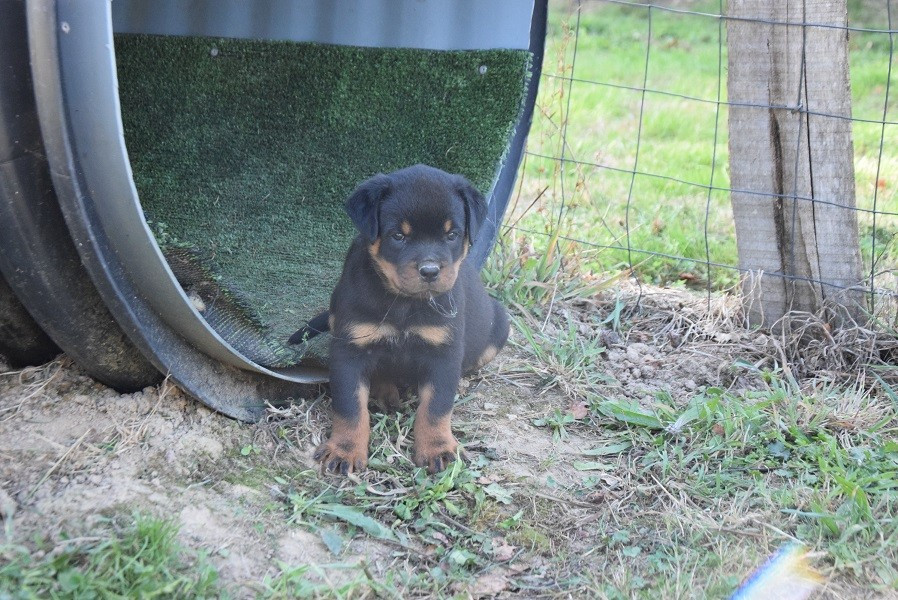 Vom Hause Matterhorn - Chiots disponibles - Rottweiler
