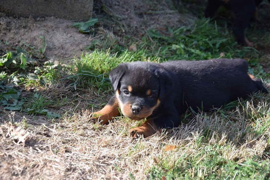Vom Hause Matterhorn - Chiots disponibles - Rottweiler