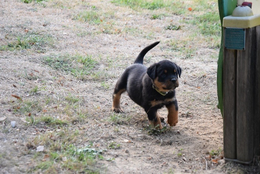 Vom Hause Matterhorn - Chiots disponibles - Rottweiler