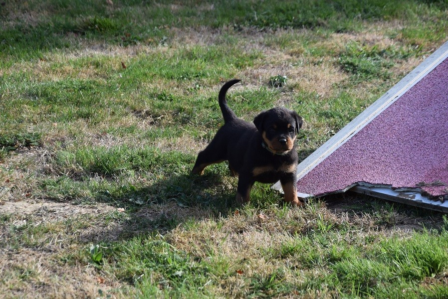 Vom Hause Matterhorn - Chiots disponibles - Rottweiler