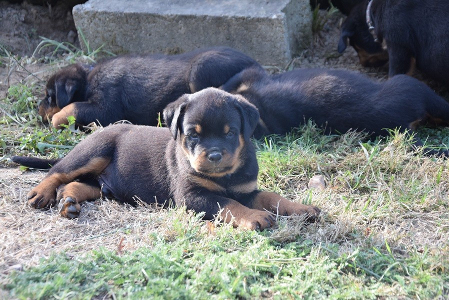 Vom Hause Matterhorn - Chiots disponibles - Rottweiler